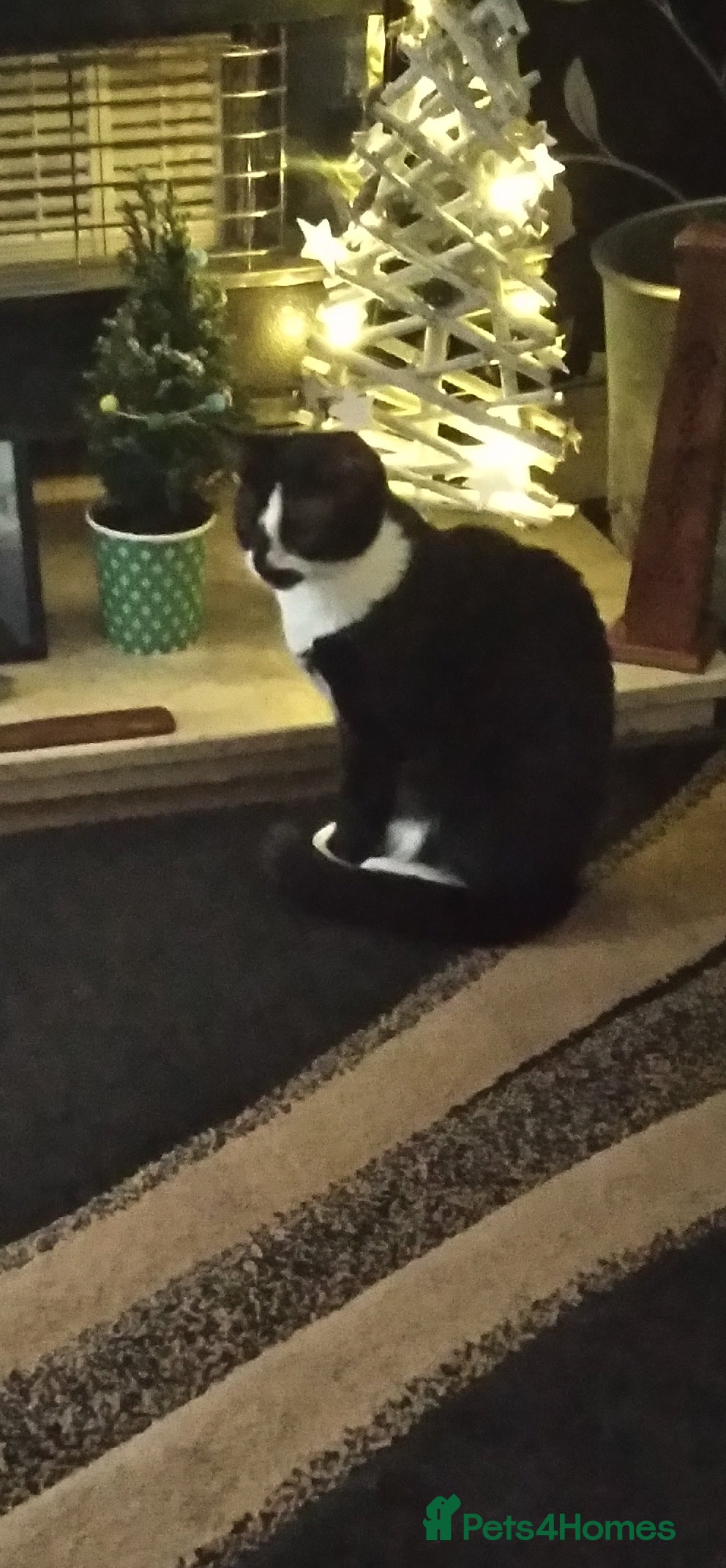 Mixed Breed cats 3 adorable kittens for sale. - Advert 1