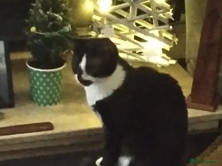 Mixed Breed cats 3 adorable kittens for sale. - Advert 1