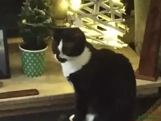 Mixed Breed cats 3 adorable kittens for sale. - Advert 2