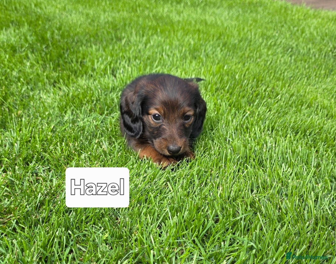 Dachshund dogs for sale: Red long-haired standard dachshund puppies - Image 15