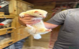 Ferret rodents for sale: Ferret kits - Image 5
