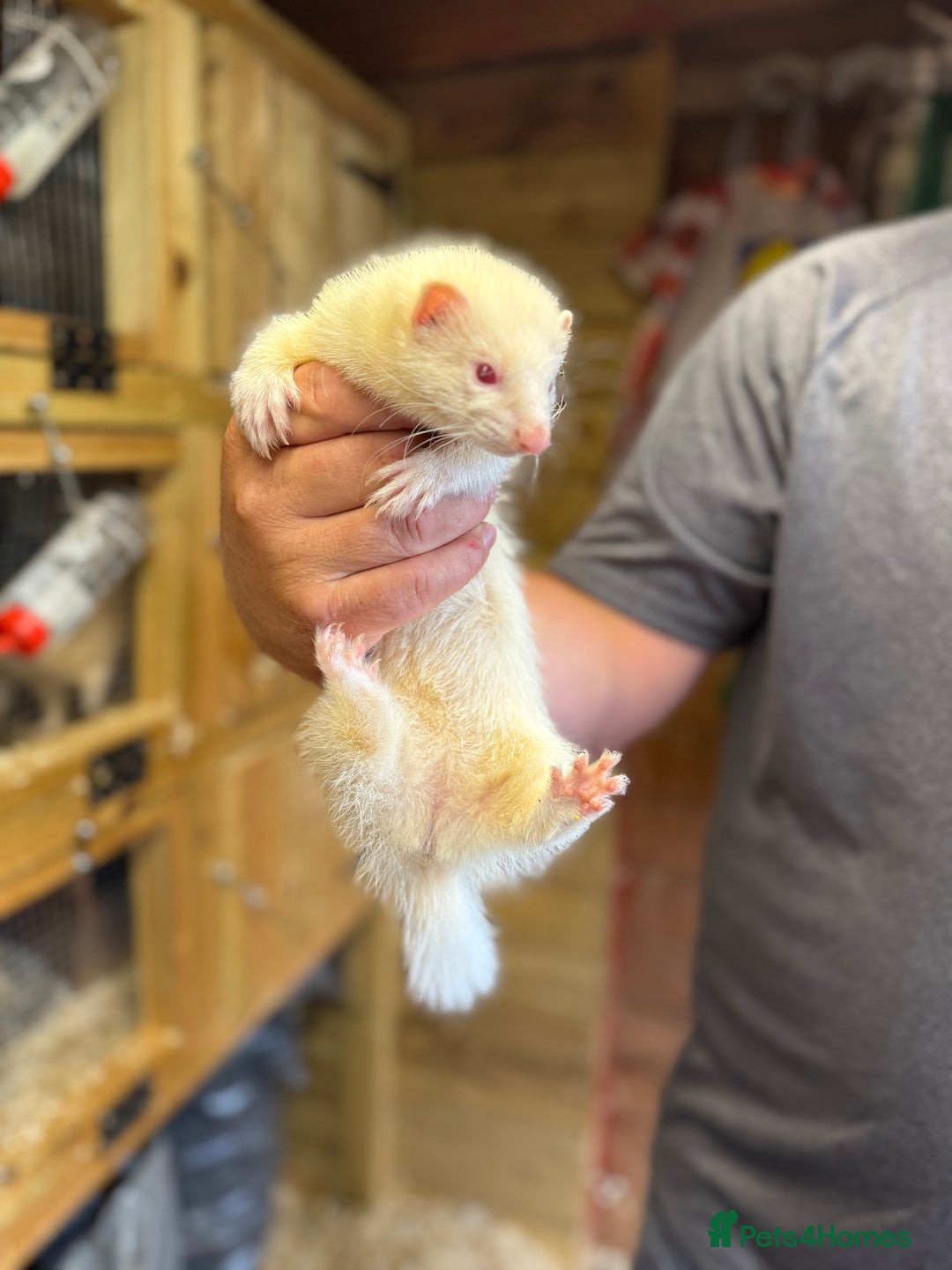 Ferret rodents for sale: Ferret kits - Image 5
