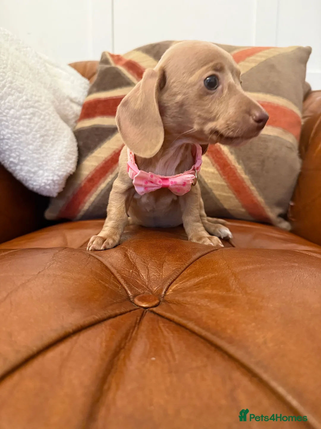 Miniature Dachshund dogs for sale: Stunning Pups 5 ⭐ Star Licensed 5 ⭐ Reviews!  - Advert 16