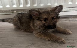 German Shepherd dogs for sale: German shepherd puppies - Image 5