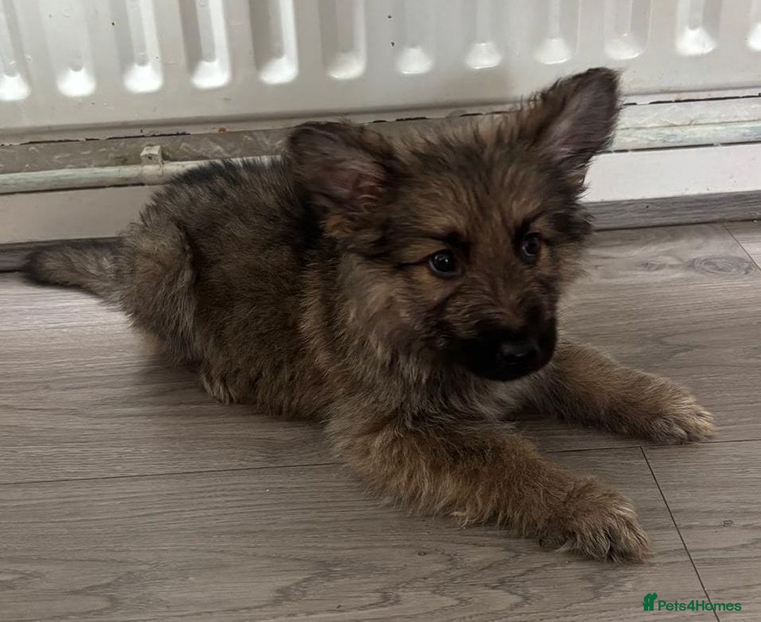 German Shepherd dogs for sale: German shepherd puppies - Image 5
