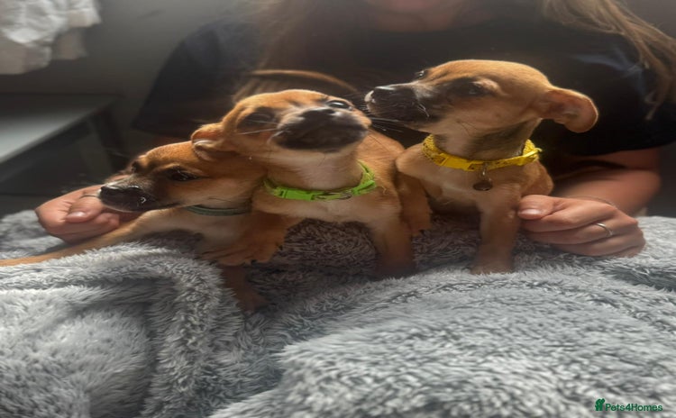 Mixed Breed dogs - Advert 9