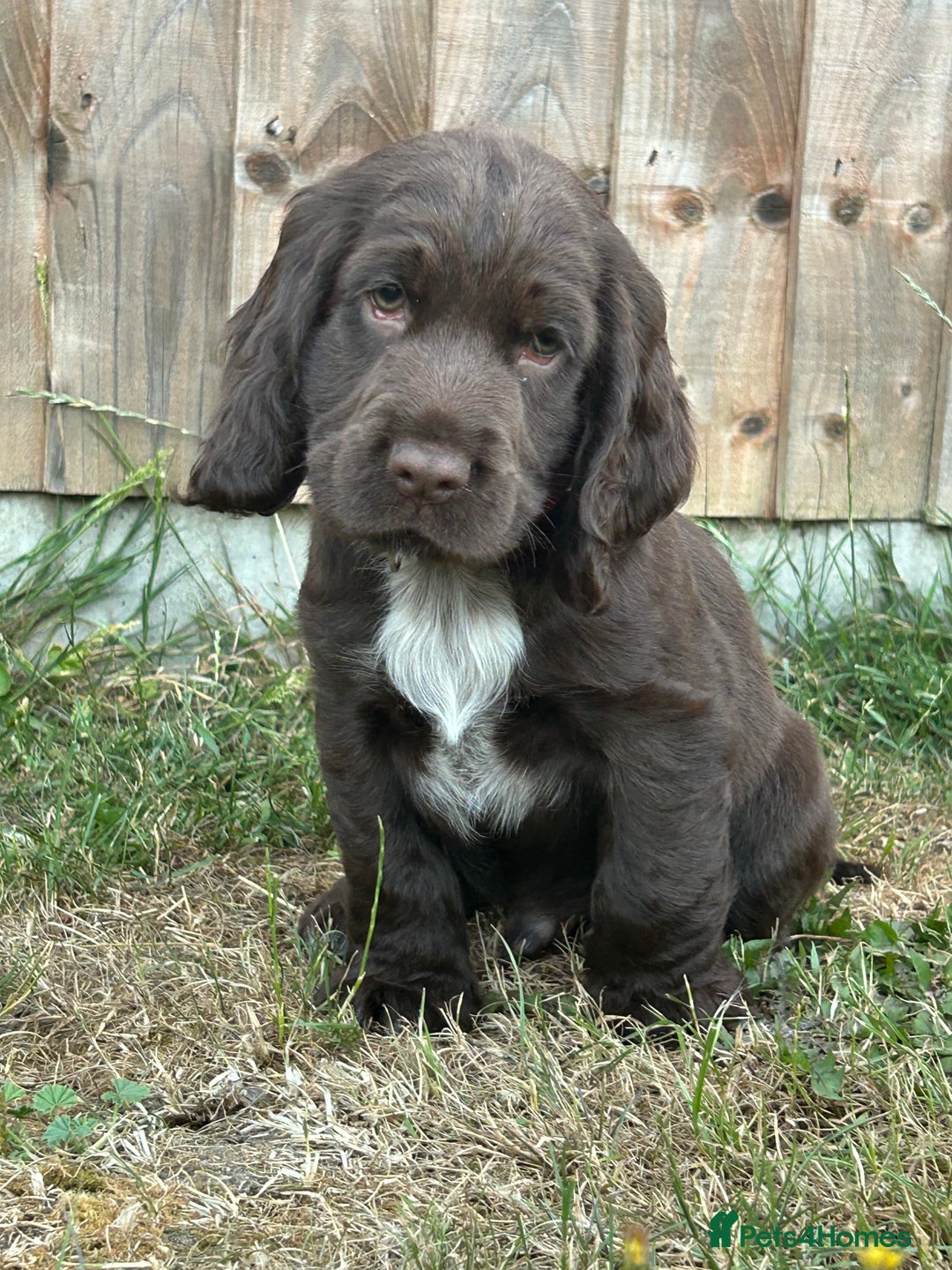 Cocker Spaniel dogs for sale: Last little princess 😢 - Image 4