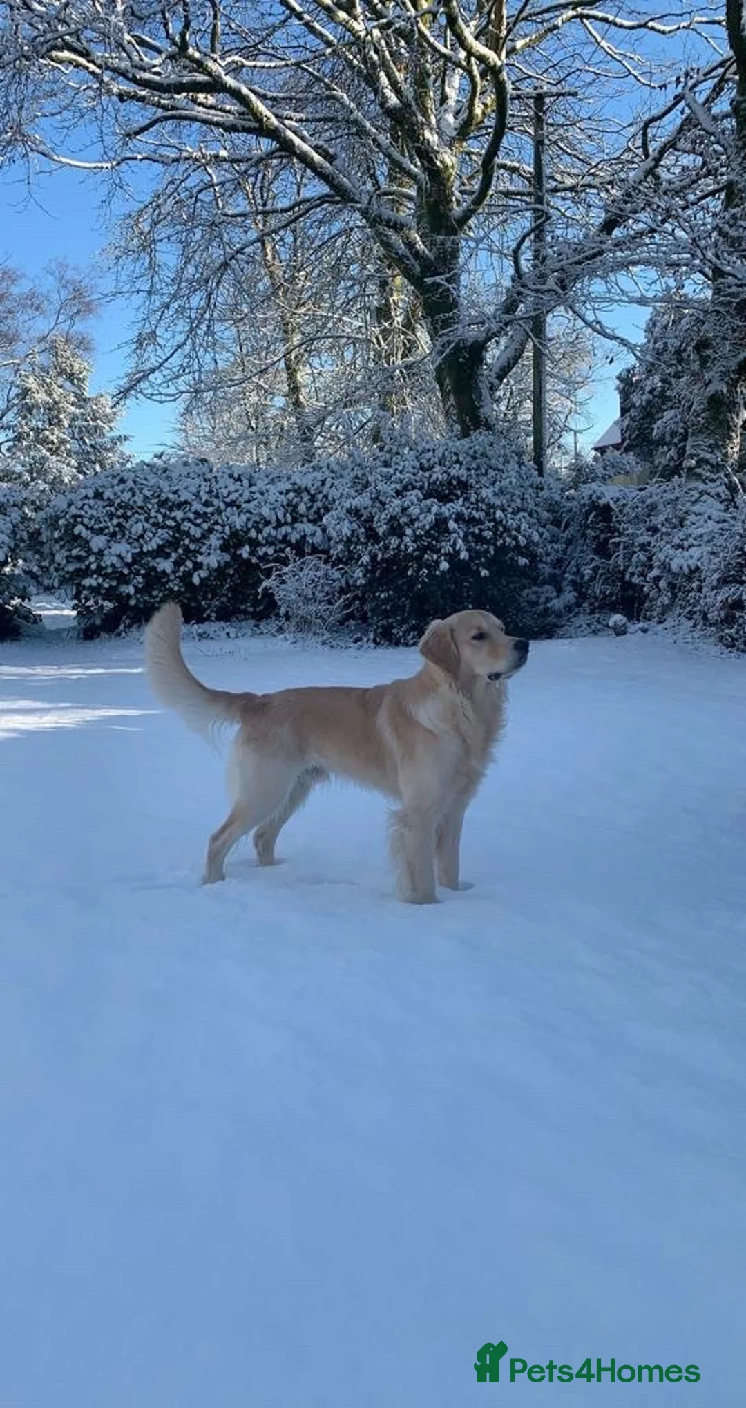 Golden Retriever dogs for stud: KC Registered Golden Retriever Stud Available  in Llanelli - Advert 1