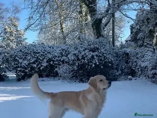 Golden Retriever dogs KC Registered Golden Retriever Stud Available - Advert 16