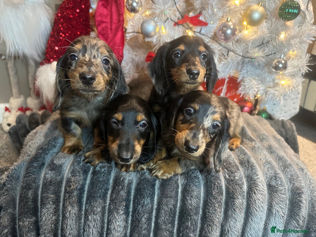 Miniature Dachshund dogs for sale: Long Haired Miniature Dachshund puppies - Advert 12