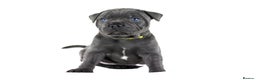 Staffordshire Bull Terrier dogs for sale: 💙KC Staffordshire Bull Terrier puppies 💙 - Advert 21