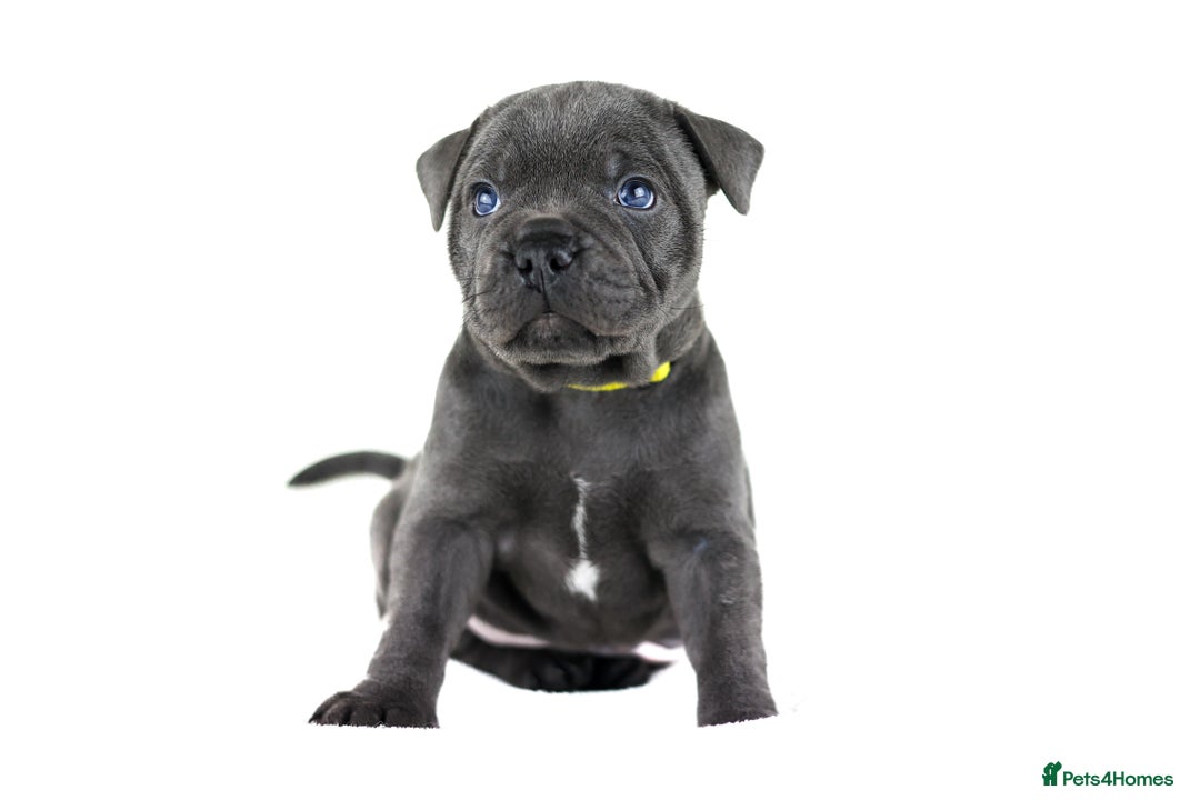 Staffordshire Bull Terrier dogs for sale: 💙KC Staffordshire Bull Terrier puppies 💙 - Advert 21