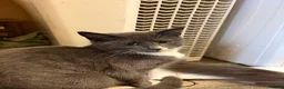 Mixed Breed cats for sale: Handsome Grey Boy  in Glasgow - Advert 2