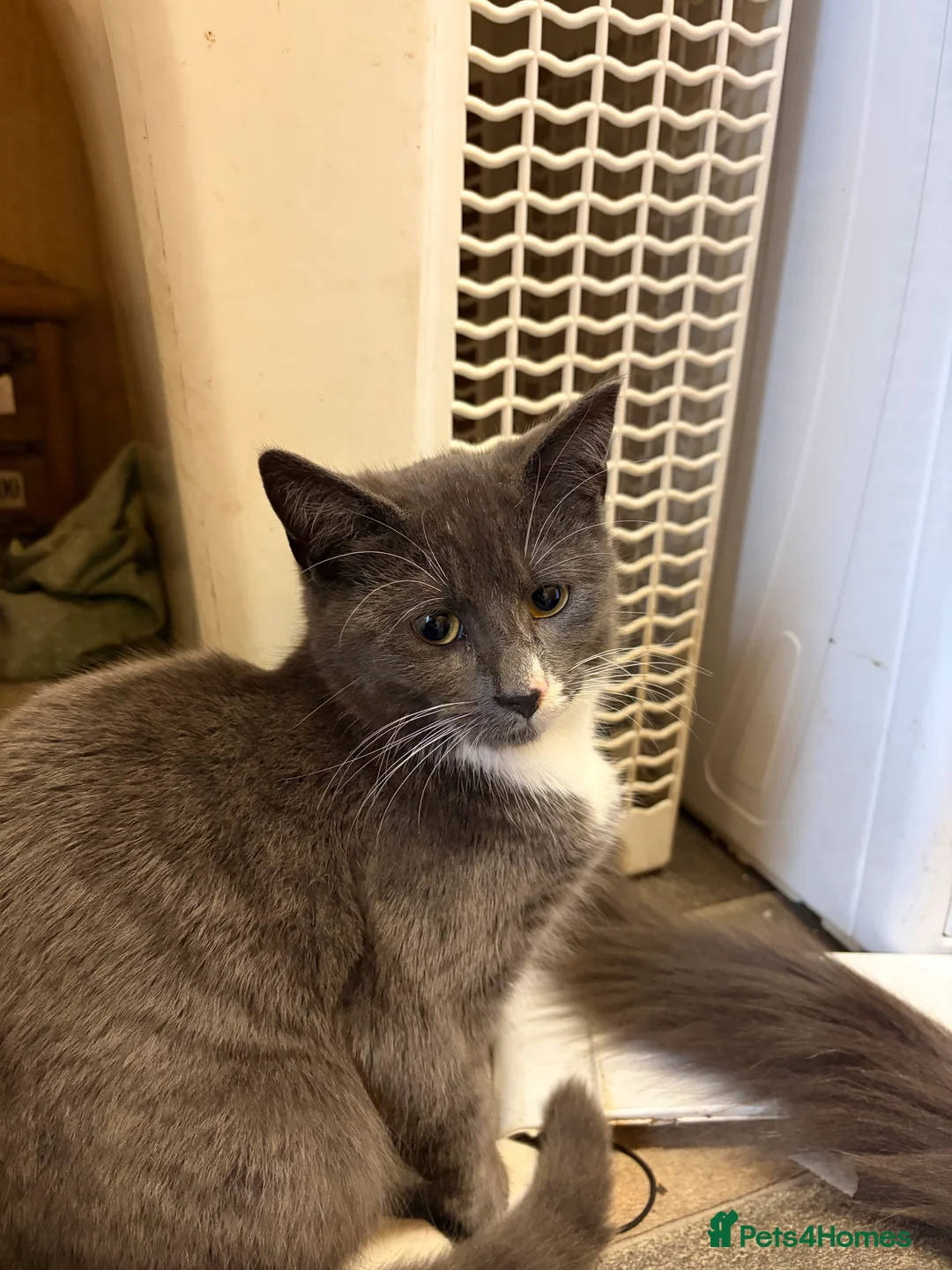 Mixed Breed cats for sale: Handsome Grey Boy  in Glasgow - Advert 2
