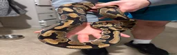 Python Snake reptiles for sale: BP mix - Advert 9