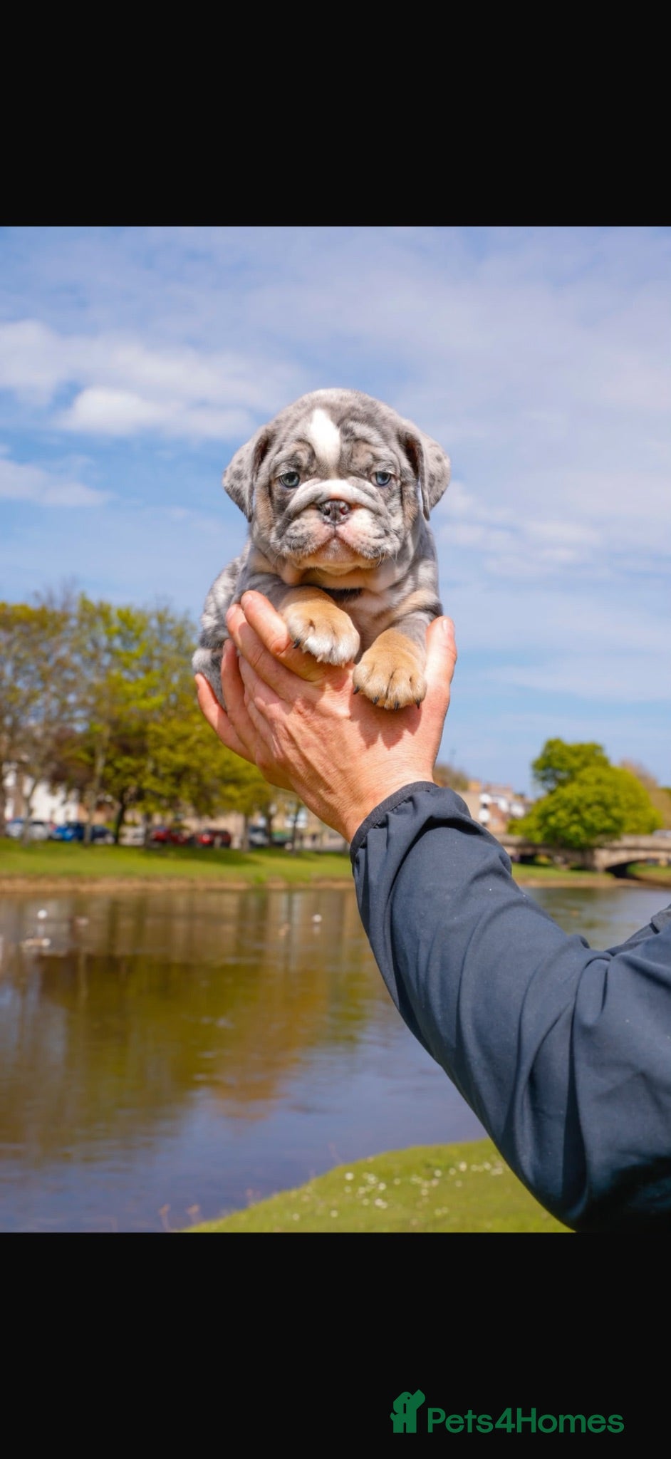 English Bulldog dogs Male Merle English Bulldog for sale  - Advert 1