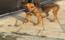 Mixed Breed dogs for adoption: Our lovely Angie, available for cuddles - Image 7