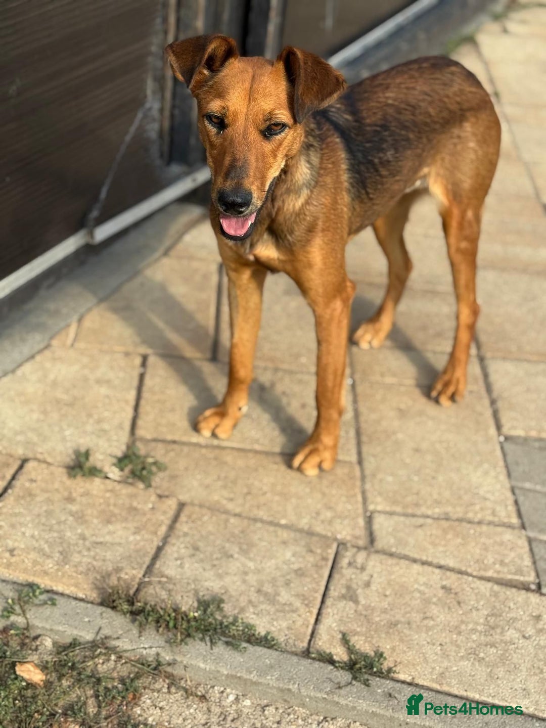 Mixed Breed dogs for adoption: Our lovely Angie, available for cuddles - Image 7