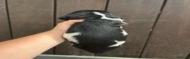 English Springer Spaniel 7