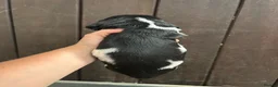 English Springer Spaniel dogs for sale: Beautiful Springer Spaniel Puppies for sale in Honiton - Advert 29