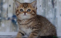 British Shorthair cats for sale: Lovely golden spotted British shorthair kitten. - Image 3
