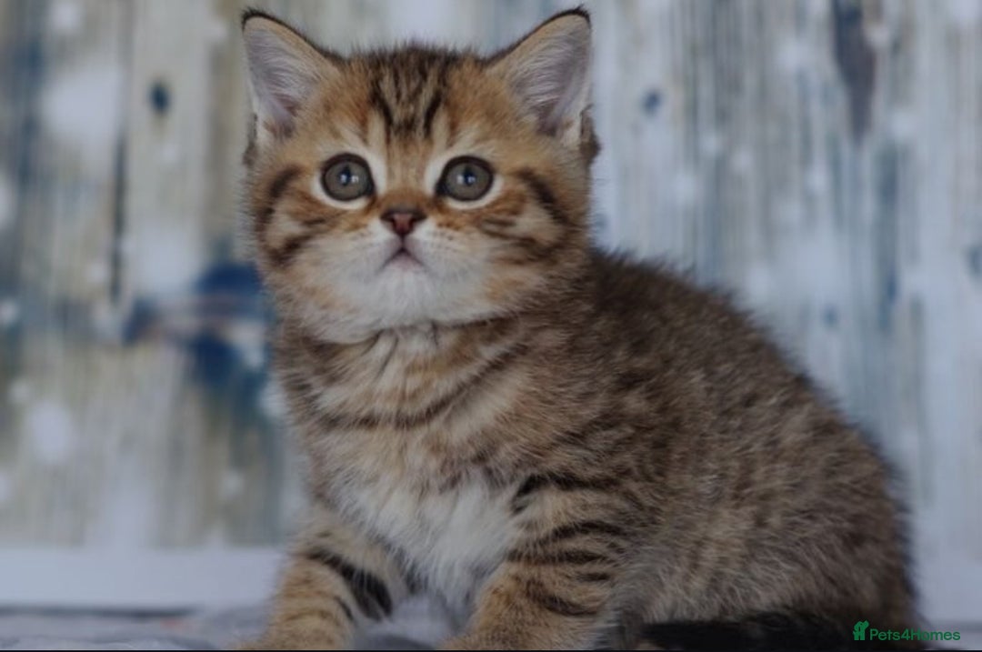 British Shorthair cats for sale: Lovely golden spotted British shorthair kitten. - Image 3