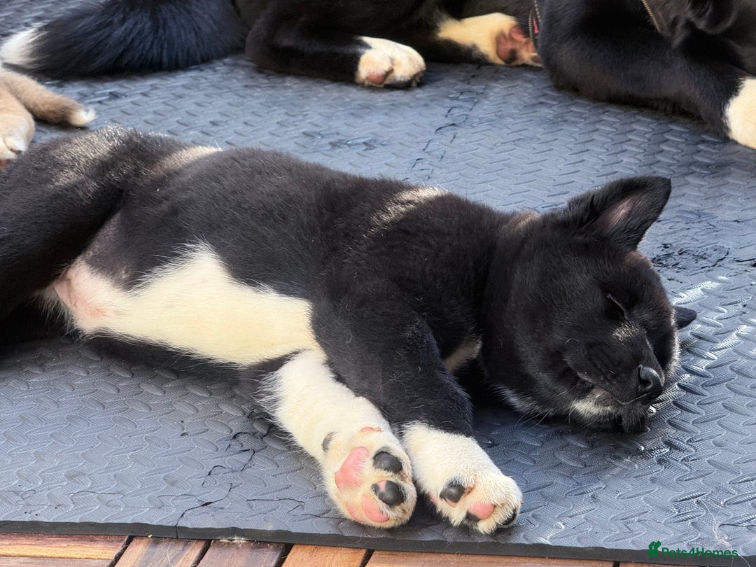 Akita dogs for sale: American Akita puppies - Advert 2