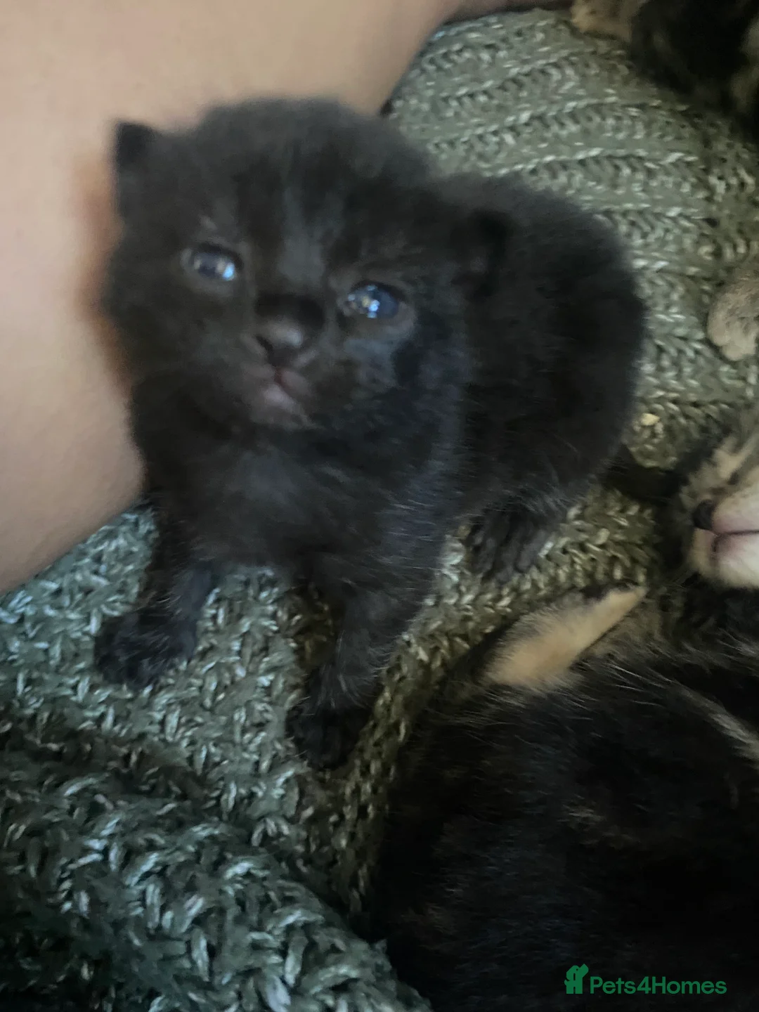 Bengal cats for sale: Bengal x Bombay  - Advert 6