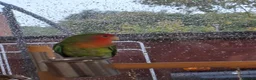Lovebirds birds for sale: 2x bonded love birds in Nottingham - Advert 3