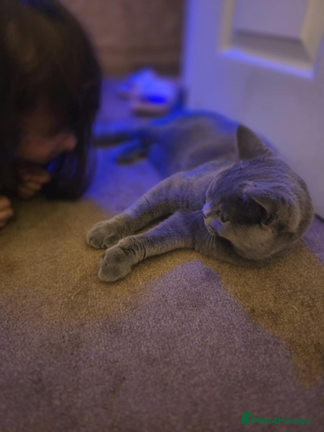 British Shorthair cats for sale: British shorthair GCCF registered  in Boston - Image 16