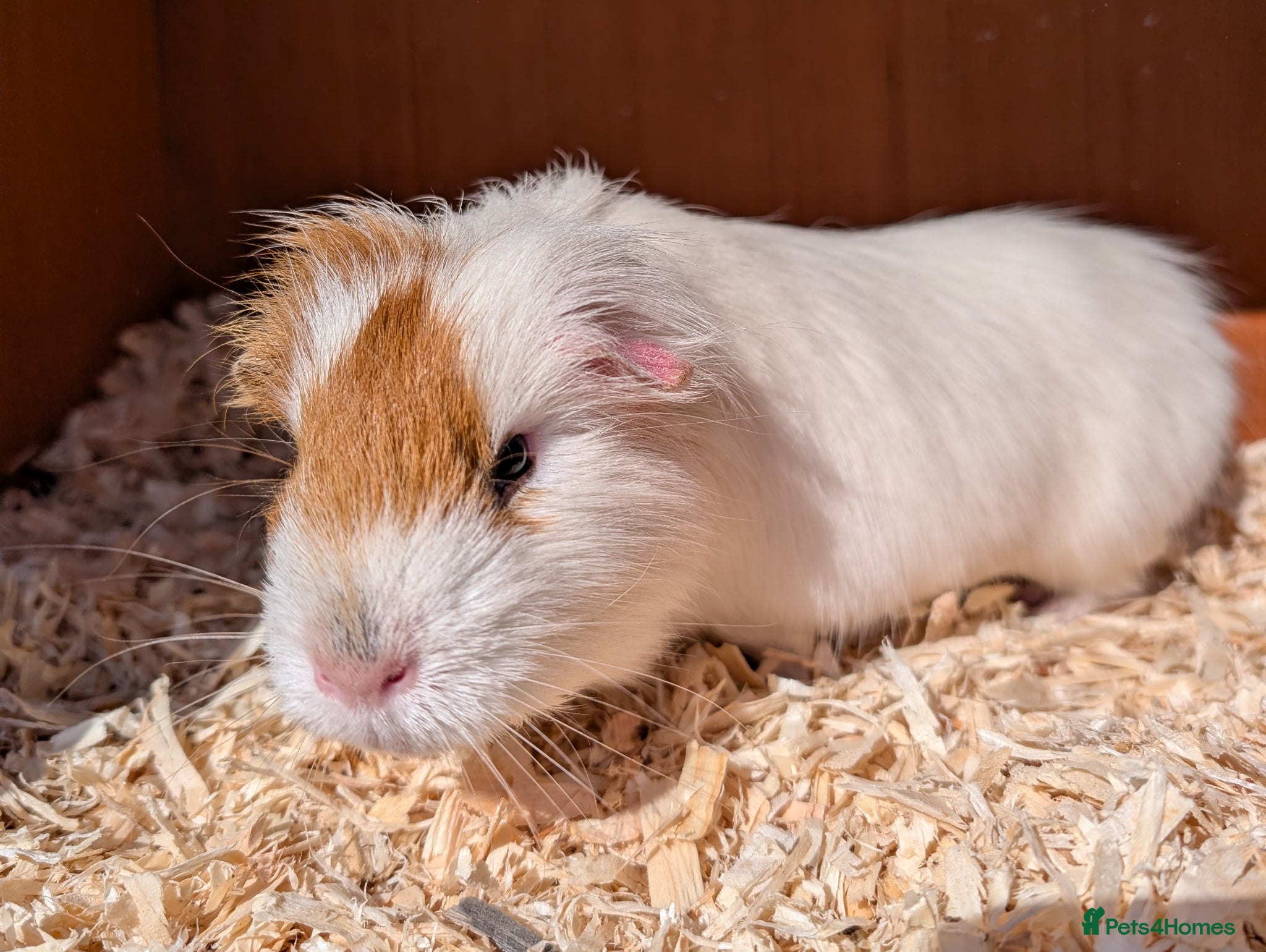 Guinea Pig rodents Male guinea pig - Advert 1