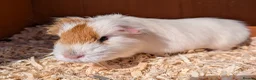 Guinea Pig rodents for sale: Male guinea pig - Advert 1