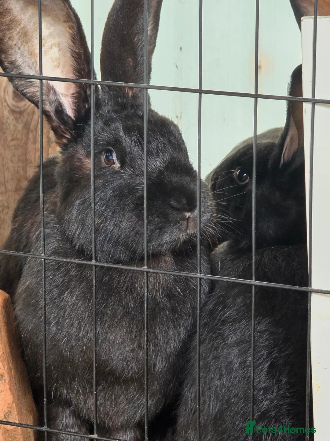 Continental Giant rabbits for sale: Continental giant rabbits - Advert 2