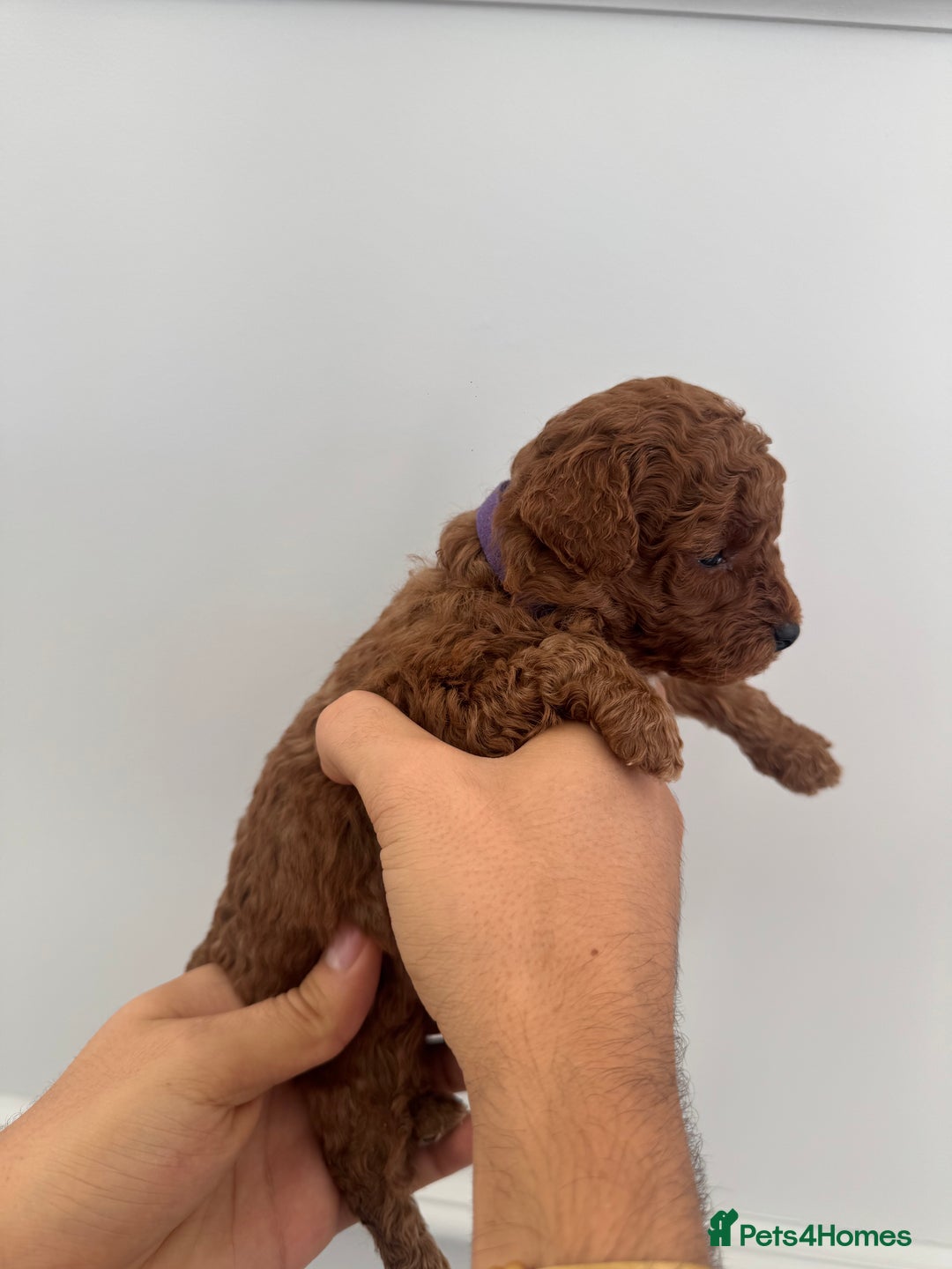 Cockapoo dogs for sale: ✨ Stunning F1b Cockerpoo Puppies Available ✨ - Advert 11