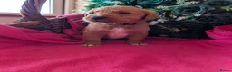 Australian Labradoodle dogs for sale: Stunning Red Australian Labradoodle puppies  - Advert 6