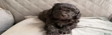 Cockapoo 3