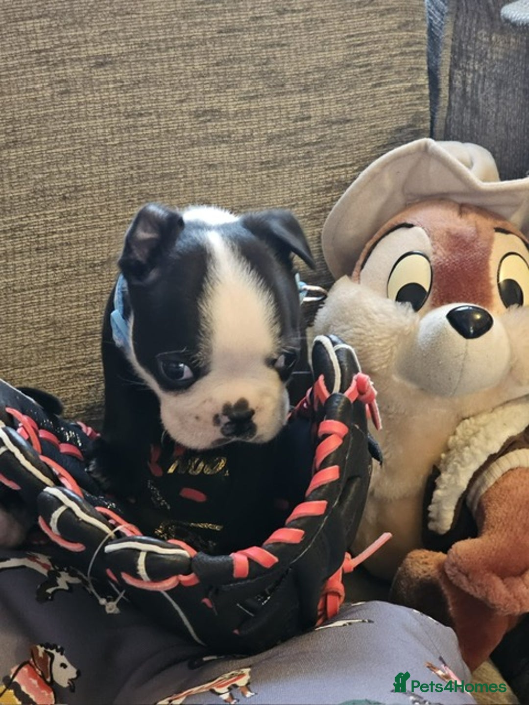Boston Terrier dogs for sale: Boston Terrier 5* puppies - Image 22