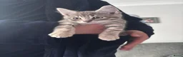 Mixed Breed cats for sale: 💕Simply Stunning Babies ready to leave💕 - Advert 5