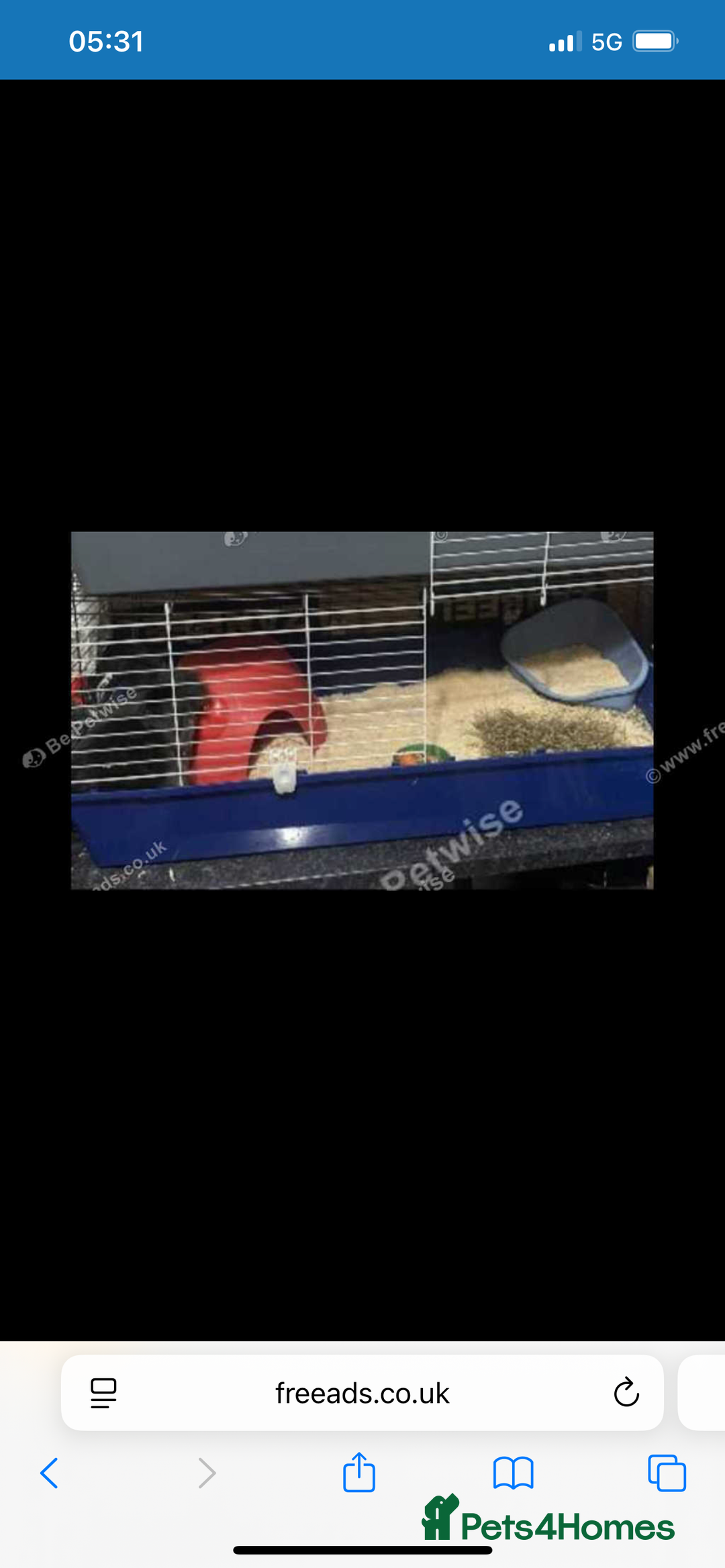 Lionhead rabbits for sale: Male Lionhead for sale  - Advert 4