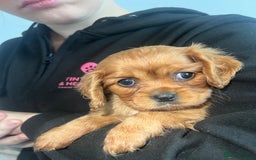 Cavalier King Charles Spaniel dogs for sale: cavalier king charles spaniels 1 little girl left - Image 10