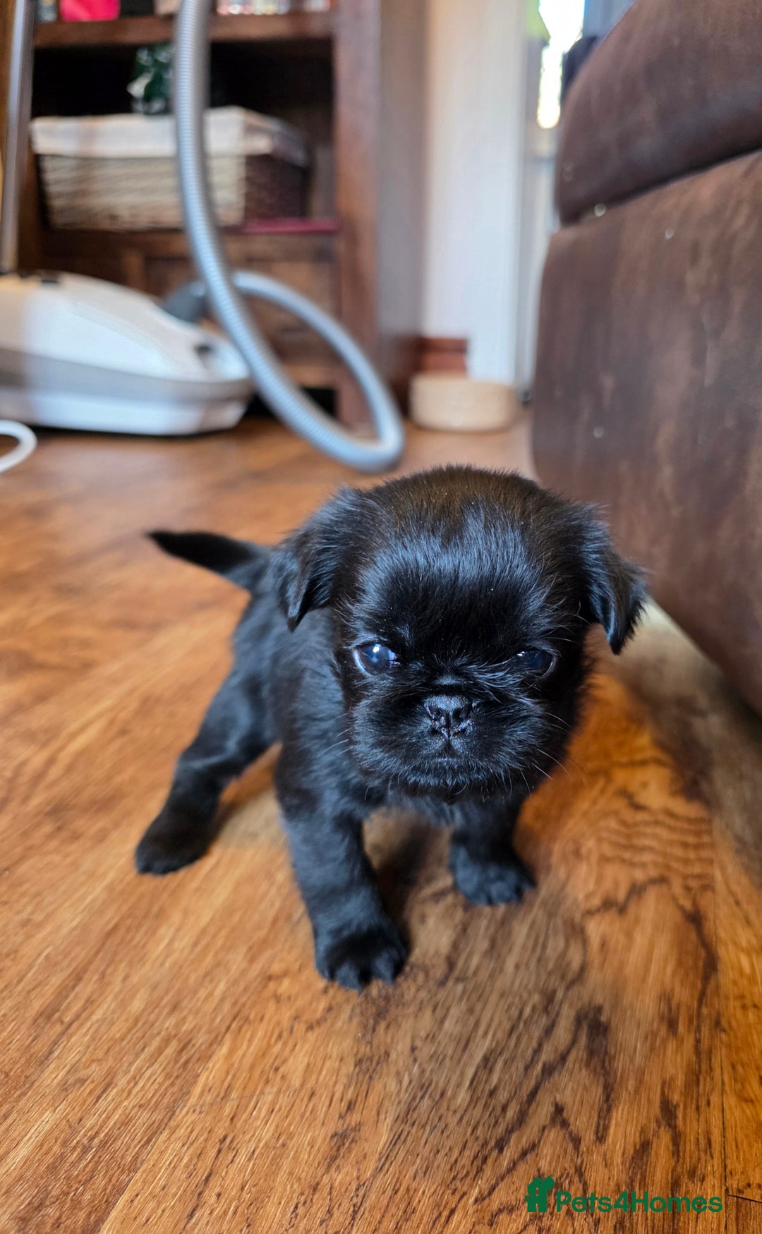 Griffon Bruxellois dogs for sale: KC Registered Rough Brussels Griffon  - Advert 10