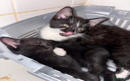 Bombay cats for sale: Milkshake and shadow - Image 3