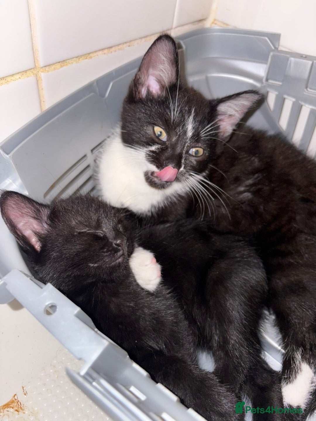 Bombay cats for sale: Milkshake and shadow - Image 3