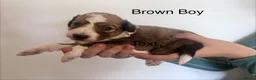 Mixed Breed dogs for sale: Lassie/Border Collie X Toy Poodle puppies - Advert 5