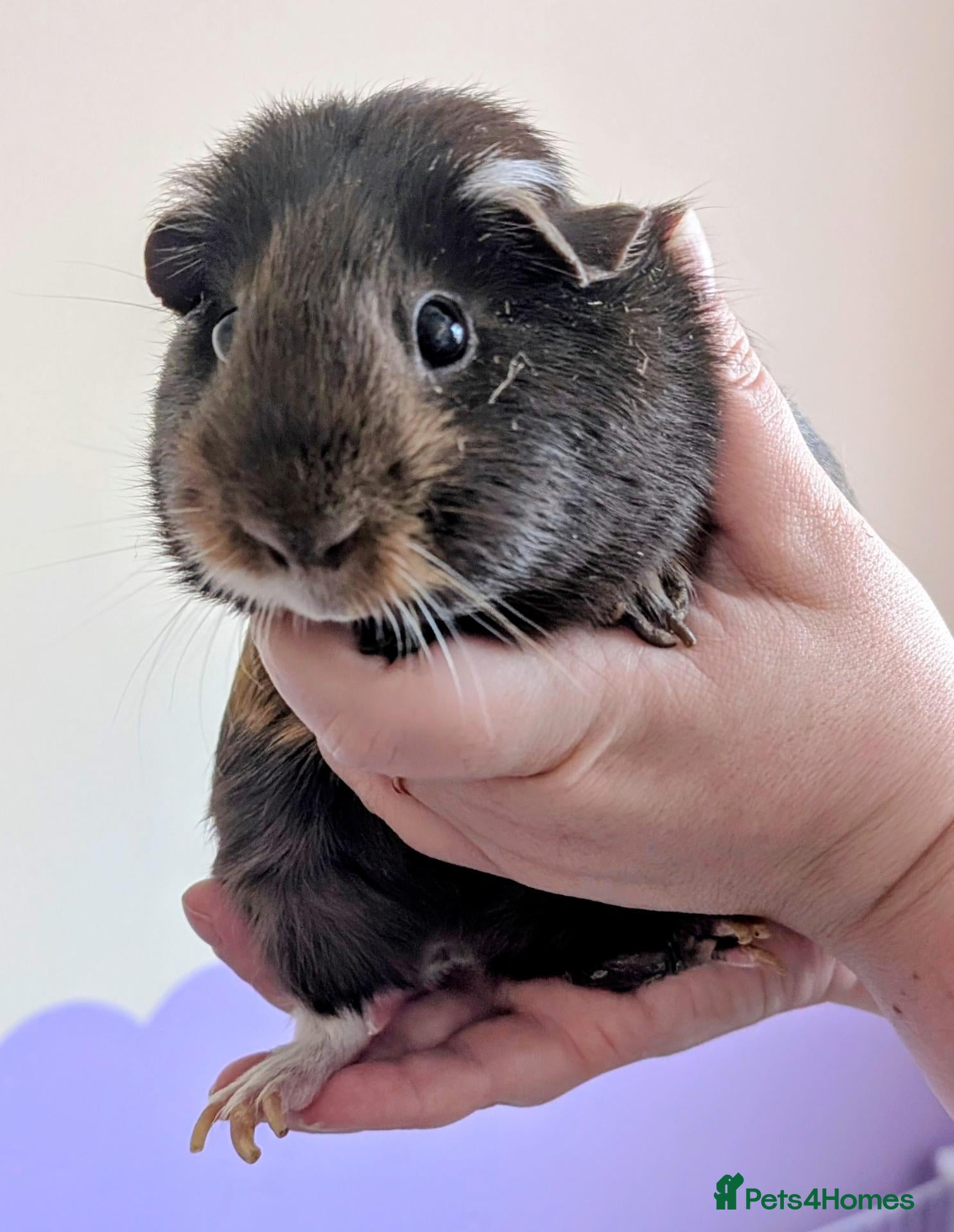 Guinea Pig rodents Two beautiful bonded sows in need of a new home  - Advert 1