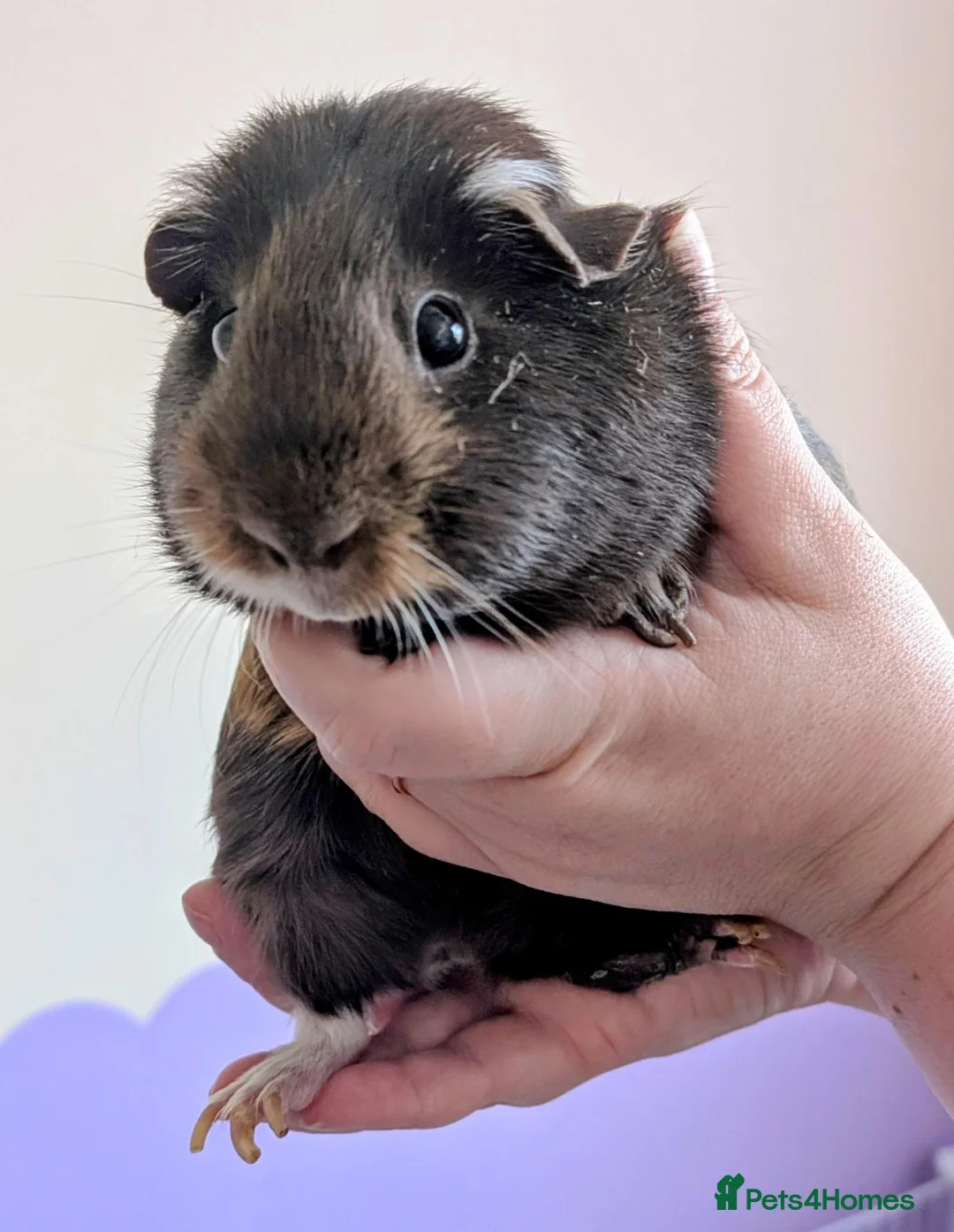 Guinea Pig rodents for sale: Two beautiful bonded sows in need of a new home  in Havant - Advert 1