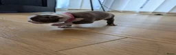 Boston Terrier dogs for sale: Boston Terrier Puppies  in Port Talbot - Advert 28