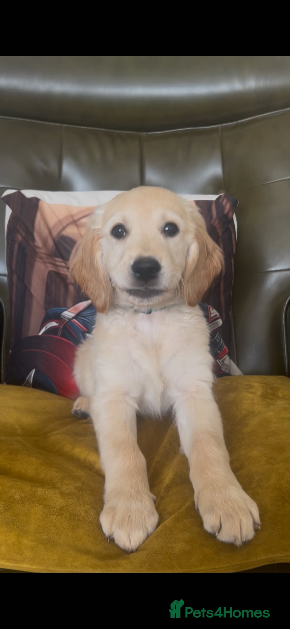 Mixed Breed dogs Dakota Sports retrievers. Mini Goldens Ready now.  - Advert 2