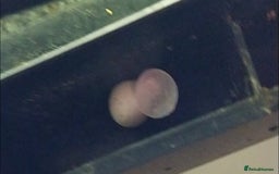 Gecko reptiles for sale: Mourning Gecko hatchlings. - Image 19