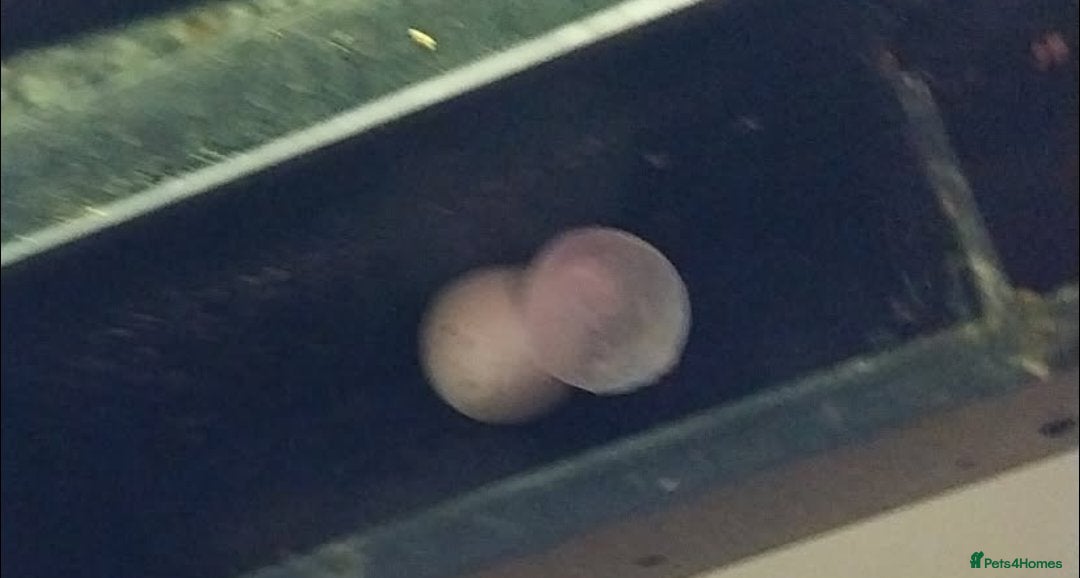 Gecko reptiles for sale: Mourning Gecko hatchlings. - Image 19